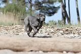 CANE CORSO 478